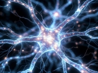 NEVJEROVATNO OTKRIĆE: Znanstvenici identificirali neurone koji potiču anksioznost i kako ih smiriti