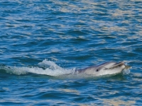 ZBOG NJEGA STAJU BRODOVI: Delfin Mimmo oduševljava Veneciju svojim akrobacijama u vodi