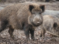 BORBA PROTIV AFRIČKE SVINJSKE KUGE: Odstrijeljeno 11.000 divljih svinja, ali problem njihov dolazak preko Dunava