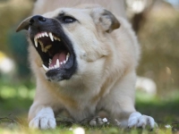 NEZAPAMĆENI HOROR: Vaspitačica dovela bijesnog psa lutalicu u vrtić, napao petoro djece...