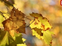 NOVEMBAR SPREMA NOVA IZNENAĐENJA: Evo kakvo nas vrijeme očekuje u narednih 15 dana...