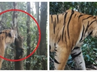 NEOBJAŠNJIVI FENOMEN: Tigrovi su uhvaćeni kamerom, biolozi nemaju objašnjenje bizarne promjene (VIDEO)