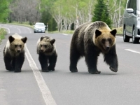 JAPAN ŠALJE VOJSKU NA MEDVJEDE: 'Ne možemo si priuštiti odgađanje mjera'