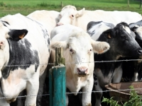 A U PROLJEĆE I CENTAR ZA POSJETITELJE: Prva farma kultivisanog mesa u svijetu biće otvorena u...