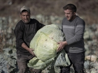 USPJEŠNA SEZONA: Turski farmeri uzgojili džinovski kupus težine više od... (FOTO)