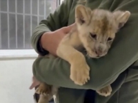 MALA SLATKA STVORENJA: Ilegalno uvezeno mladunče afričkog lava zaplijenjeno u Istanbulu