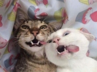 NEOBIČAN RAZVOD: Muž plaća alimentaciju za mačke