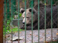 SRETAN ZAVRŠETAK: Medvjedica iz 'gostionice' smještena u sklonište