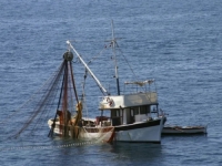 ŠTA SE DEŠAVA U JADRANU?: Očajni ribari se hvataju za glavu i kažu da nikada nije bilo gore