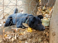 ZBOG POVEĆANJA TROŠKOVA HRANE: Sve veći broj kućnih ljubimaca završava na ulicama