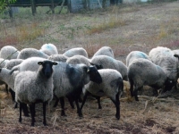 OBNOVA STOČNOG FONDA: Za svaku uginulu ovcu zbog bolesti plavog jezika po 220 eura