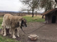 VAŽI OD DANAS: Koga uhvate da je psa vezao na lancu kaznit će do 1.600 eura