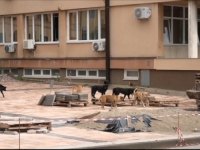 CURE DETALJI MASOVNOG ODSTRELA PASA U GORAŽDU: Navodno ih je stotine ubijeno vatrenim oružjem