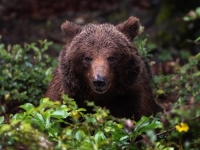 LOVAC KOD KLADNJA PREŽIVIO NAPAD MEDVJEDA: Doktori kažu da nikad u životu nisu vidjeli ovakvo nešto