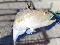 OPASNOST VREBA U PLIĆAKU: Ribar u Neumu ulovio najotrovniju ribu u cijelom Jadranskom moru