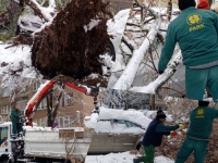 SNIJEG NAPRAVIO VELIKE PROBLEME: Drveće u sarajevskom nasljelju palo na vozila, iz KJKP Parka uputili apel građanima