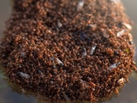 GRAD NA EVROPSKOM OTOKU EPICENTAR INVAZIJE SIĆUŠNIH MONSTRUMA: Cijeli kontinent u velikoj opasnosti