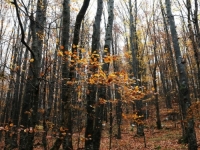 UŽASNA TRAGEDIJA: U padu stabla poginuo 41-godišnji radnik