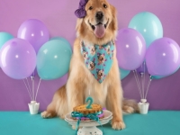 NAPRAVLJENA NAJVEĆA TORTA ZA PSE: Teži skoro pola tone, bit će podijeljena...