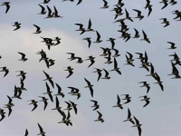 OVO NE SLUTI NA DOBRO: Ptičja gripa mogla bi izazvati pandemiju goru od COVID-a