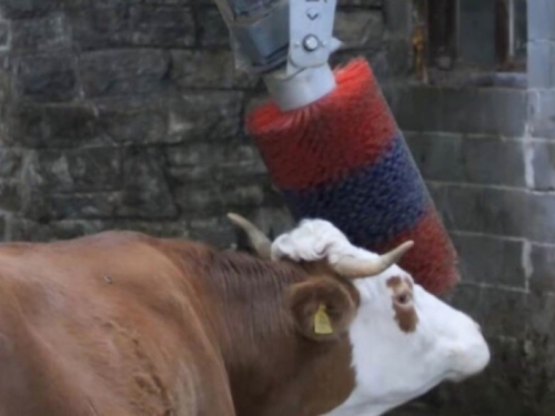 MALA TEHNOLOŠKA REVOLUCIJA: Robot muze krave na Vlašiću (VIDEO)