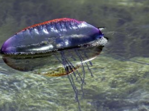 PLUTAJUĆA STRAHOTA: Jedno od najopasnijih stvorenja na svijetu stiglo na britanske plaže i izazvalo paniku
