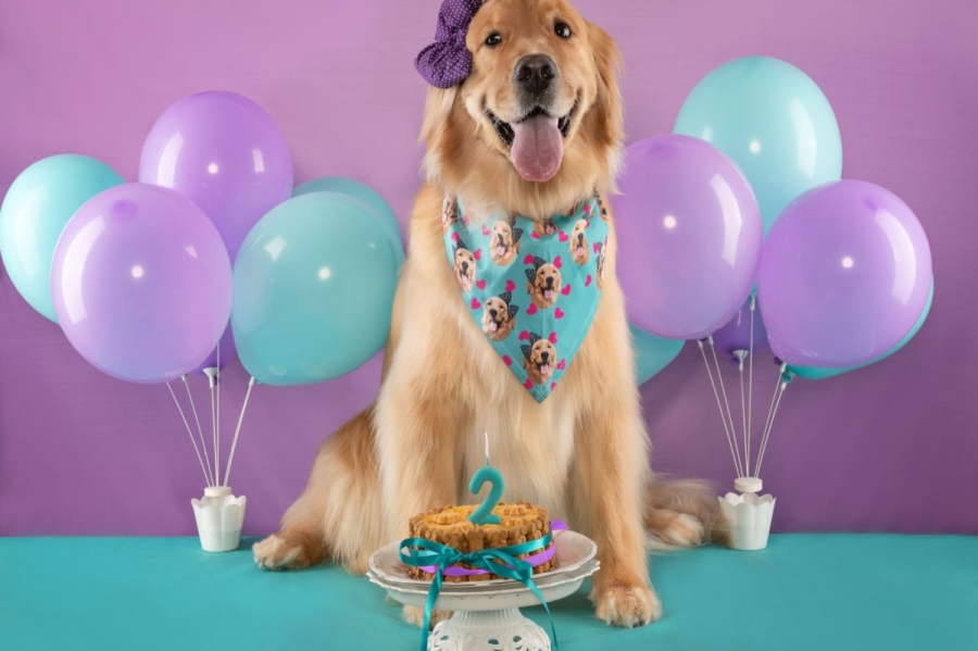 NAPRAVLJENA NAJVEĆA TORTA ZA PSE: Teži skoro pola tone, bit će podijeljena...