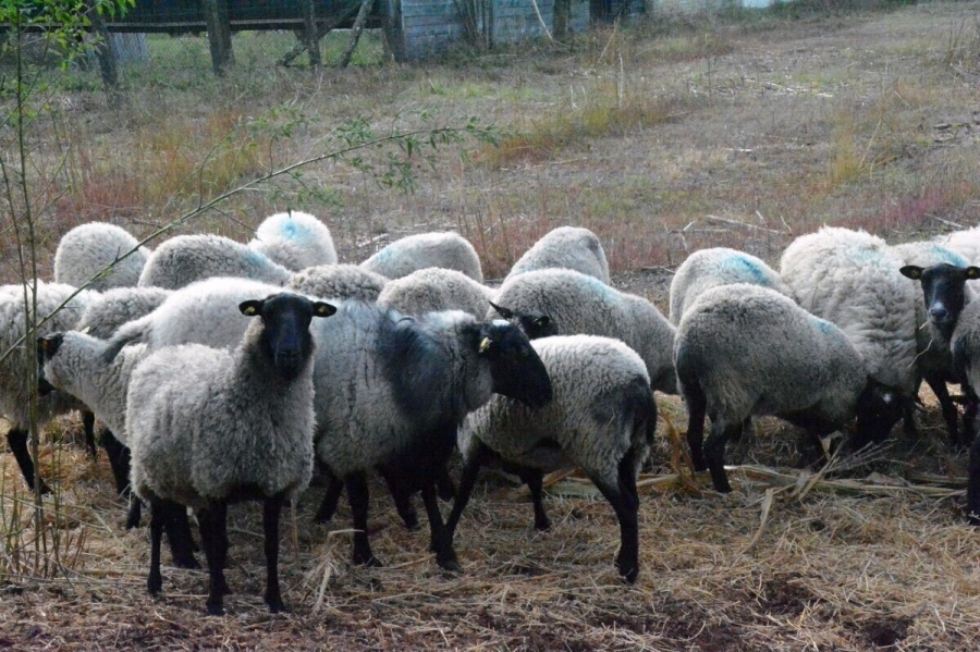 POMOĆ FARMERIMA: Naknada štete za stoku uginulu od bolesti plavog jezika