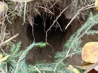 KRIZA NA GRANICI: Migranti kopaju tunele, Poljska optužuje Minsk i Moskvu za destabilizaciju