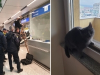 DRAMA NA SARAJEVSKOM AERODROMU: Putnici izgubljena mačka tokom sigurnosne kontrole, propao joj let za Njemačku