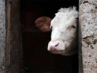 DRAMA U REPUBLICI SRPSKOJ: Na farmi krava potvrđena teška zarazna bolest....