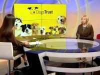 BROJ PASA NA ULICAMA SARAJEVA SMANJEN ZA ČETIRI PUTA: Ova organizacija uložila je više od 37 miliona KM.