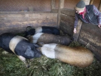 DRAMA NA PIRINEJIMA: Nakon više od TRI DESETLJEĆA pojavila se afrička svinjska kuga...