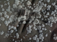 BUJAJU U NAPUŠTENOM PODRUČJU: Misteriozne crne gljivice u Černobilju 'jedu' radijaciju