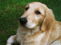 DRAMA U ŠEKOVIĆIMA: Pas upucan u dvorištu porodične kuće