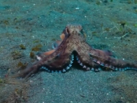 ROBOTSKA HOBOTNICA NOVO JE ČUDO TEHNOLOGIJE: Nećete vjerovati što sve može (VIDEO)