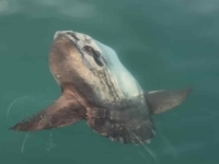 TAJANSTVENI DIV JADRANA: Na otvorenom moru kod Umaga snimljena divovska riba (FOTO, VIDEO)