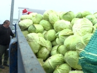 NEVJEROVATNE SCENE IZ SUSJEDSTVA: Građanima podijelio deset tona kupusa, nije želio...