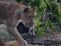 POTRESAN SNIMAK: Mladića (19) ubila lavica u zoološkom vrtu (VIDEO)