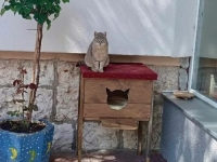 ČUDO U SARAJEVU: Mačak Mirza ide u školu, ima svoju kućicu, a nastavnik mu posvetio i pjesmu