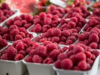 MALINARI NE VJERUJU SREĆI: Šta se događa s proizvodnjom u Srebrenici i Bratuncu...