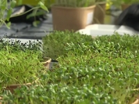 ZABORAVITE NA PREHLADE: Ovih sedam biljaka ima dokazano antivirusno djelovanje