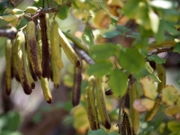 NAUČNICI OBJAVILI: Kakao bi mogla zamijeniti biljka koja raste i u Hercegovini...