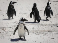 OVO NE SLUTI NA DOBRO: Masovni pomor pingvina otkriva mračnu istinu o južnoafričkoj obali