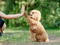 OBJAVLJENA STUDIJA: Evo koje riječi ubrzavaju rad srca psa