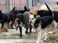 UŽAS U GLAVNOM GRADU: Psi lutalice napali muškarca dok je vodio kćerke u školu