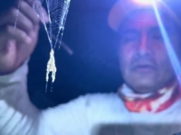 NEVJEROVATNO PONAŠANJE PAUKA ZAPANJILO STRUČNJAKE: Ovako tjeraju grabežljivce (VIDEO)