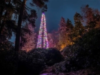 U ENGLESKOJ NAJVIŠA PRIRODNA JELKA NA SVIJETU: Visoka skoro 45 metara, kićenje prava avantura
