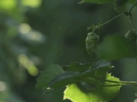 DAJU ČAK 1000 EURA PO KILOGRAMU: Možda imate 'zlatnu' biljku u dvorištu (VIDEO)