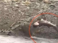 OVAJ SNIMAK JE POGLEDALO SKORO DVA MILIONA LJUDI: Šokirani turisti u nevjerici gledali šta krokodil ima u ustima... (VIDEO)